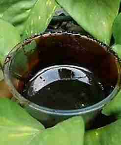 A Ayahuasca