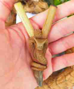 Kuripe Totem COBRA Amuleto con Pietre potenti