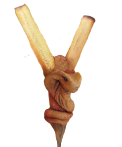 Kuripe bambu Totem COBRA Amuleto Pietre potenti