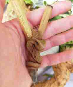 Kuripe bambu Totem COBRA Amuleto con Pietre potenti